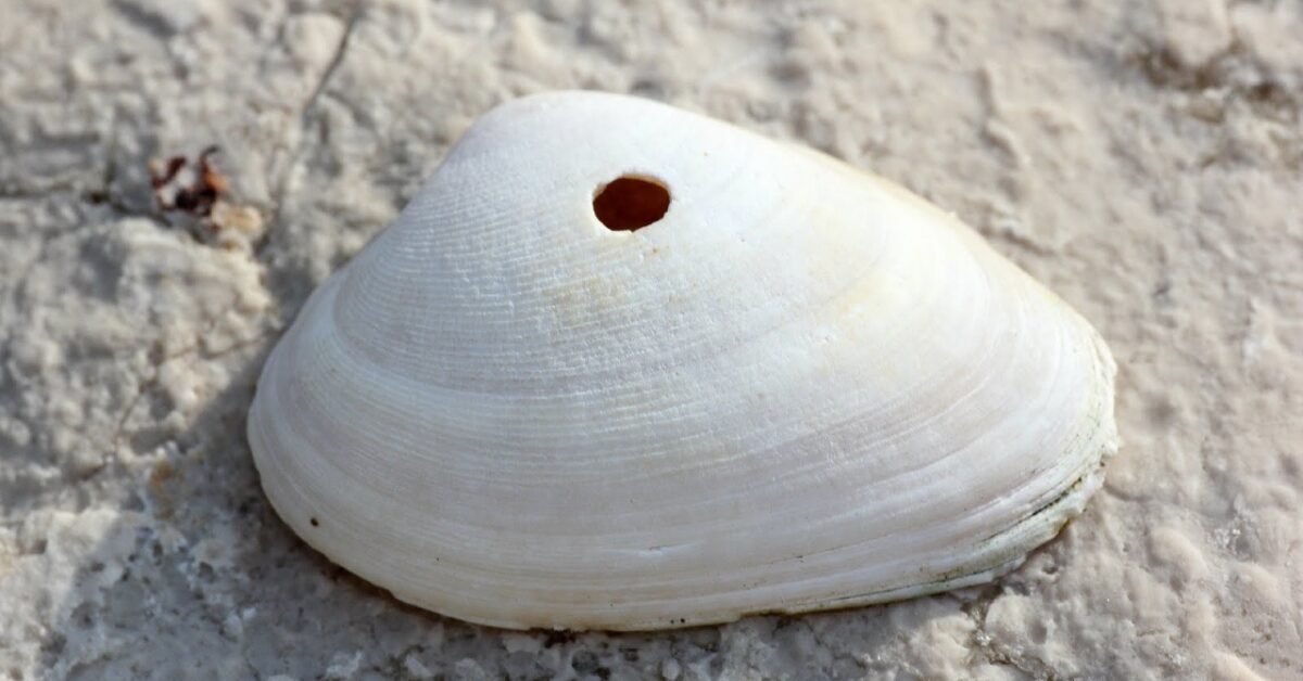 Do You Know Why Many Shells Have Holes? If Not, We’ll Tell You