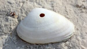 Do You Know Why Many Shells Have Holes? If Not, We’ll Tell You