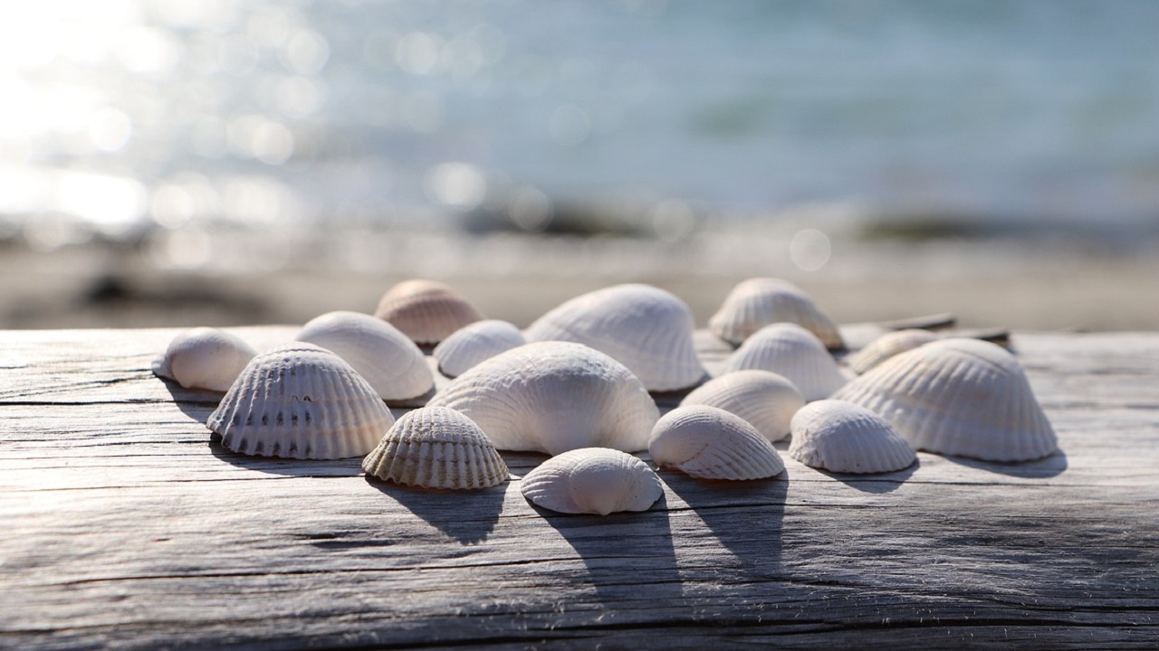 shells on wood