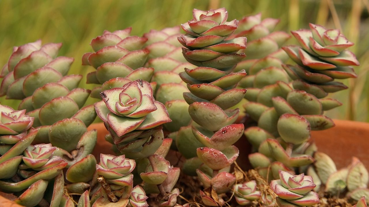 Cressula perforata