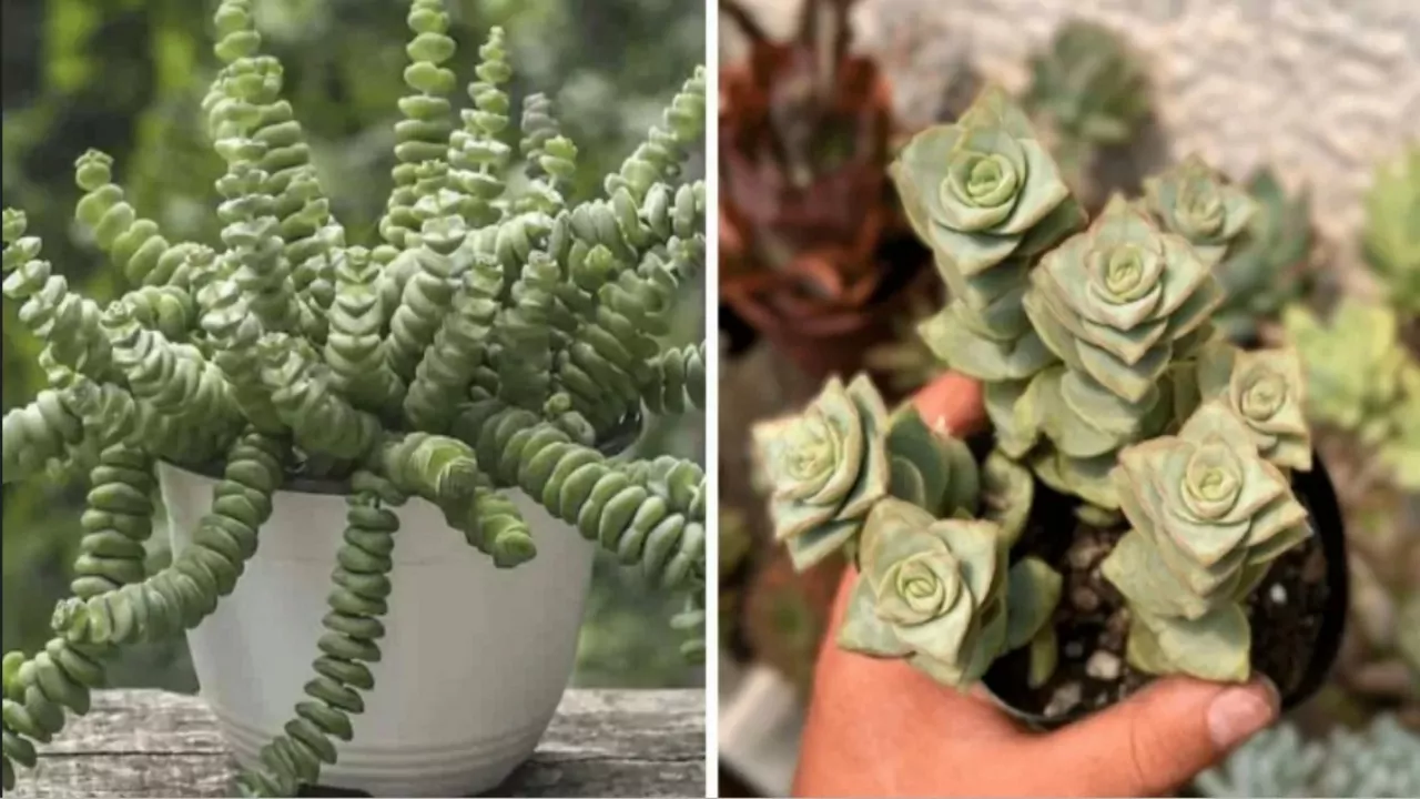 Cressula perforata is a succulent plant that needs some attention to grow luxuriantly
