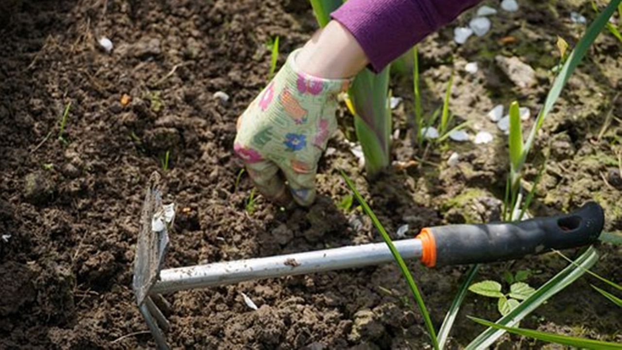 Water the plants regularly, but not excessively