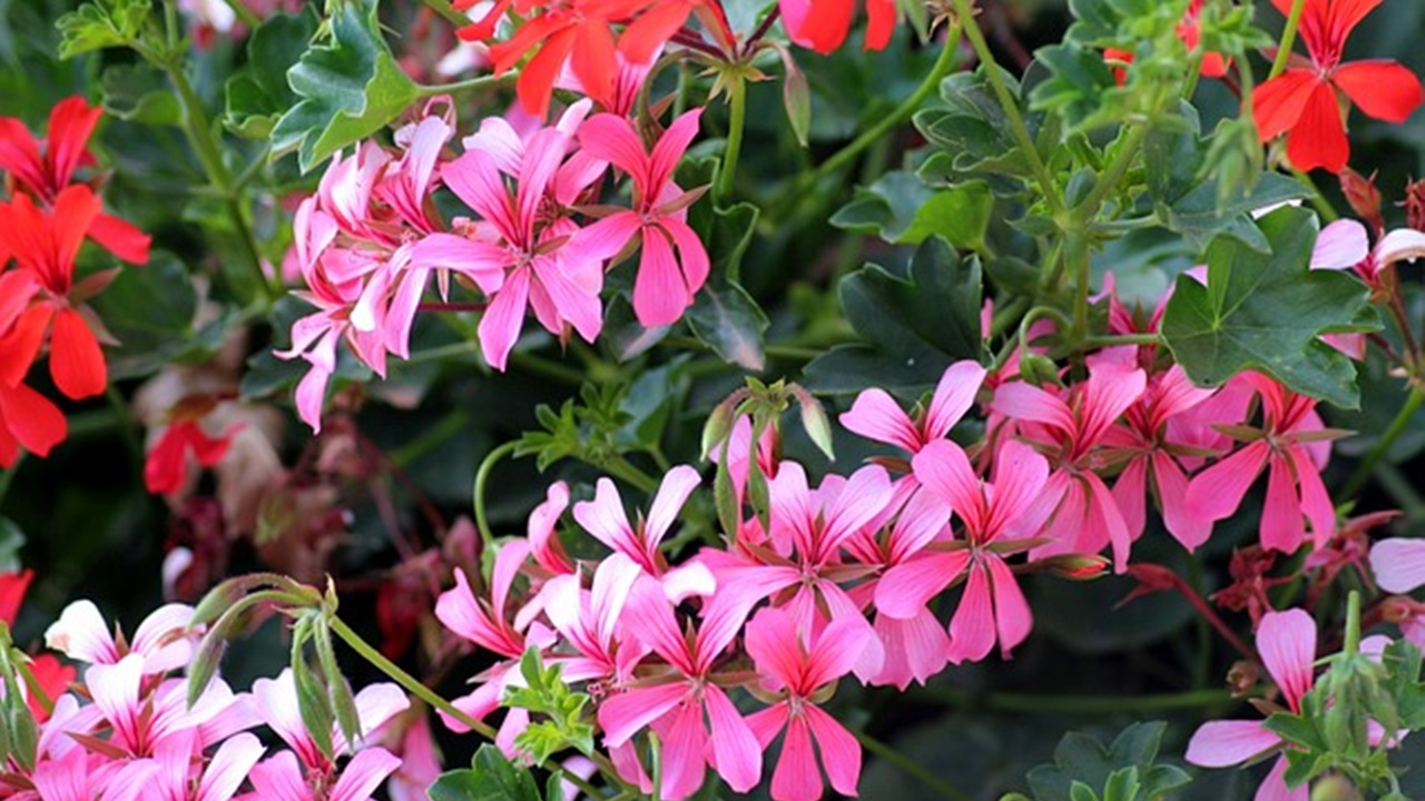 geranium flowers