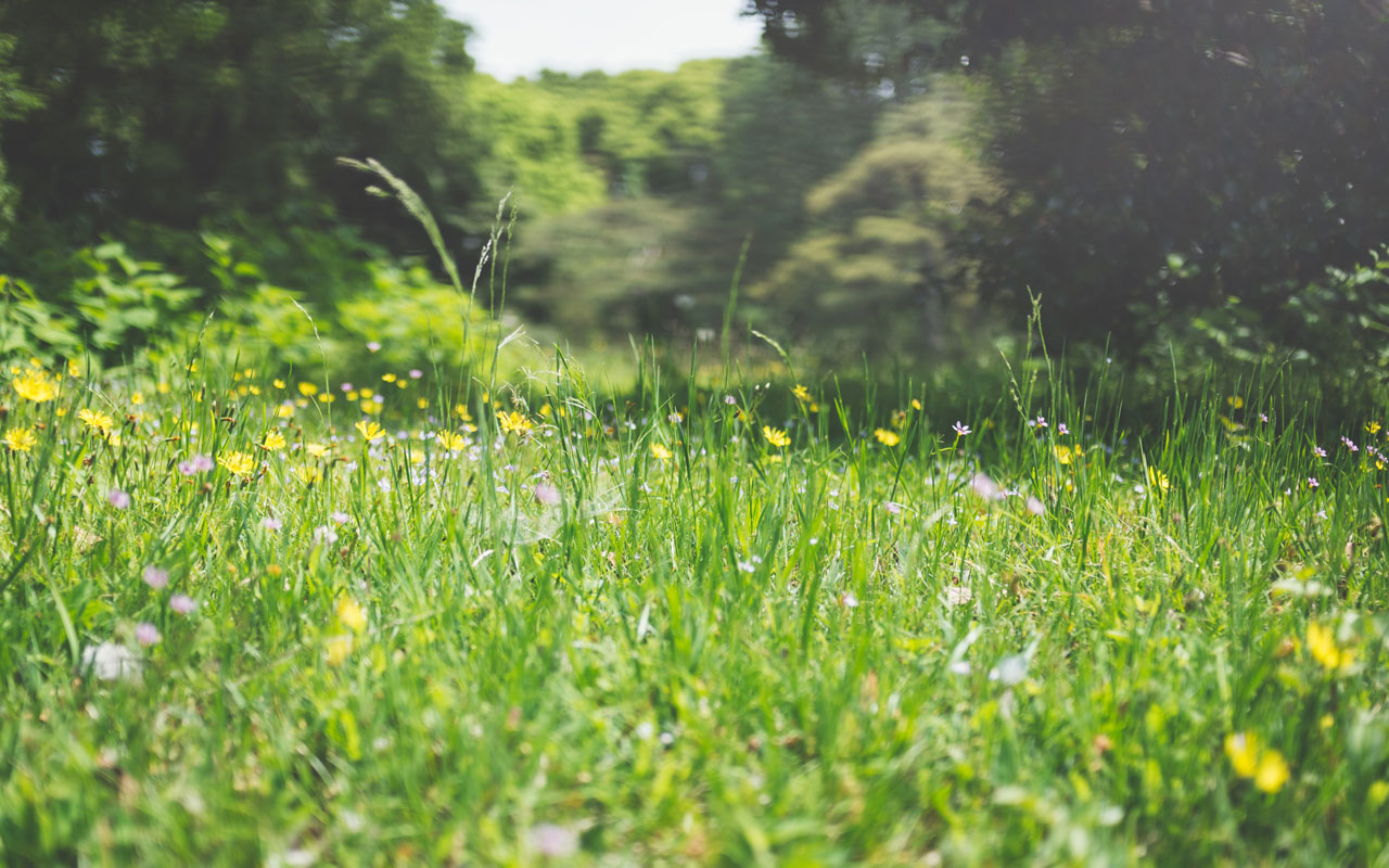 How to prevent weeds from growing in the garden