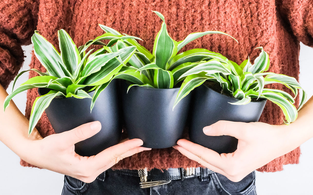 A person is holding three pots of the Happy Plant