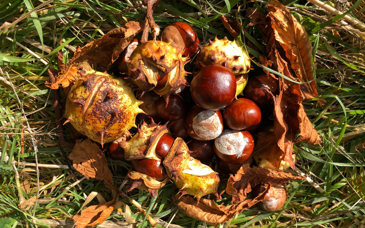 bunch of horse chestnut