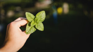 Boil 3 Mint Leaves: I’ll Tell You What This Trick Is For