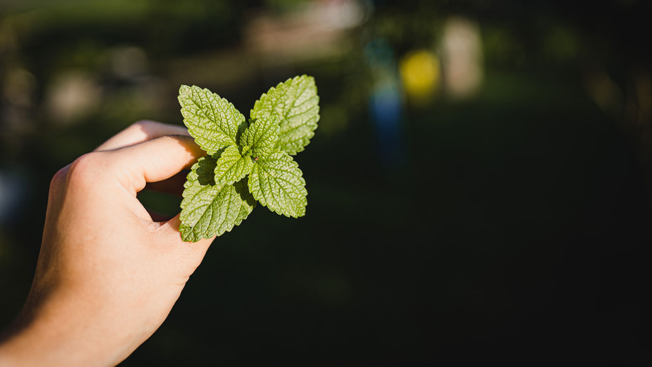 mint is a natural remedy