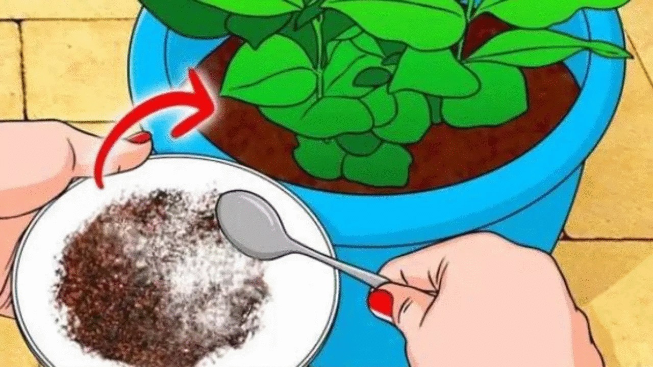 a woman is putting organic fertilizer in the plant pot
