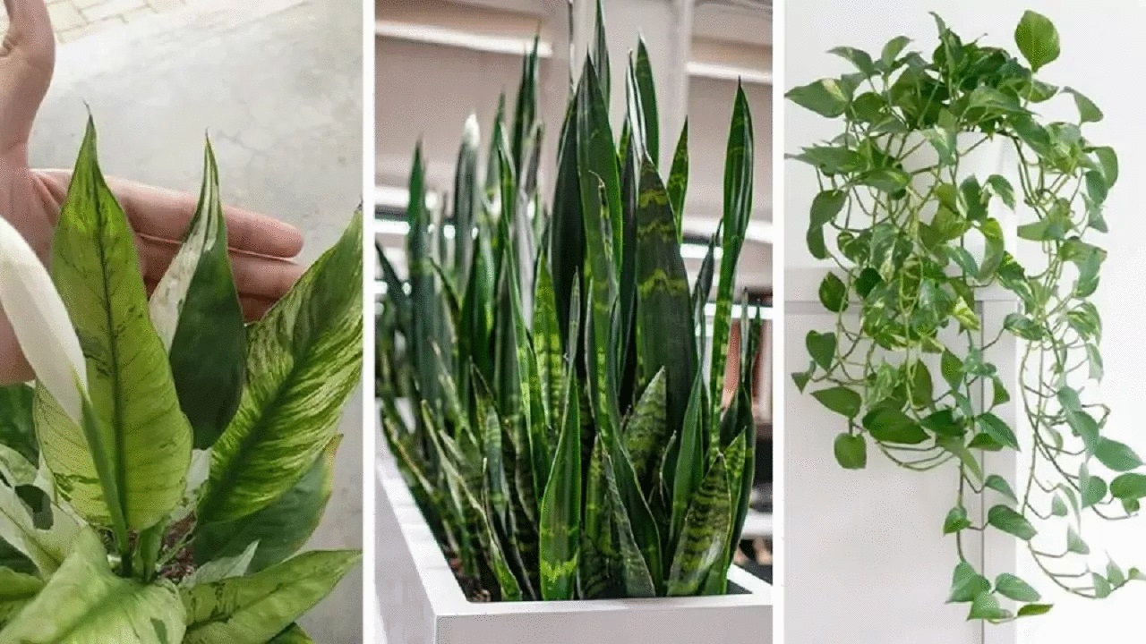 7 Plants useful for fighting asthma and allergies