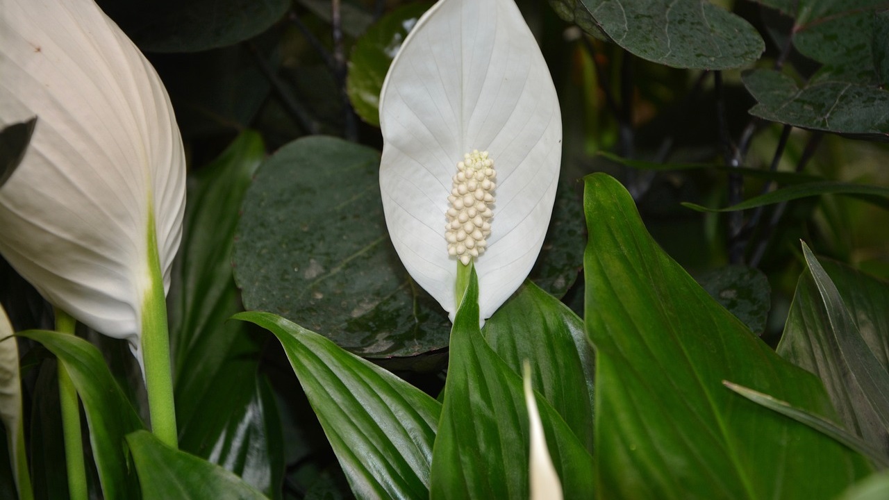 Indoor plants that purify the air
