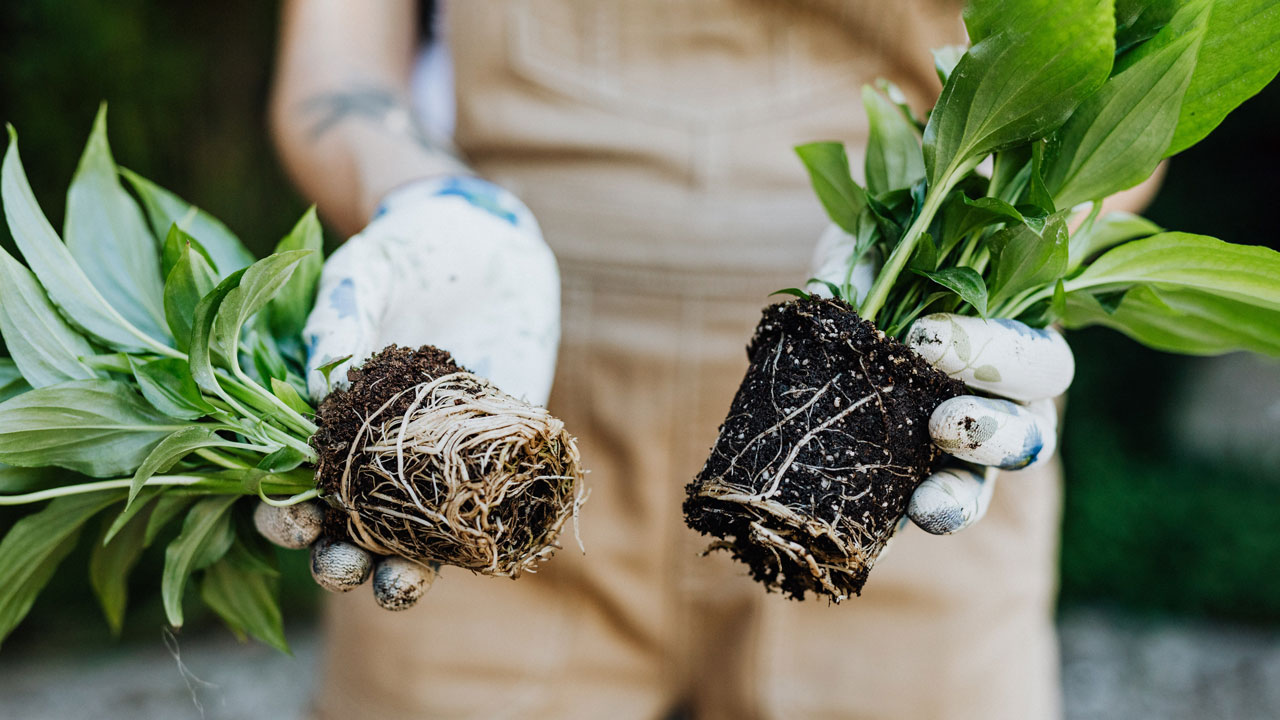 healthy plant roots