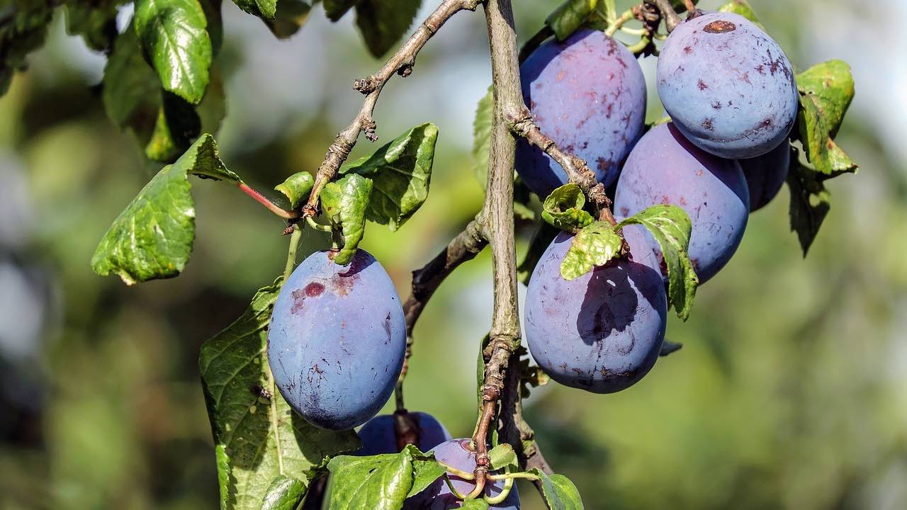 ripe plums on a tree