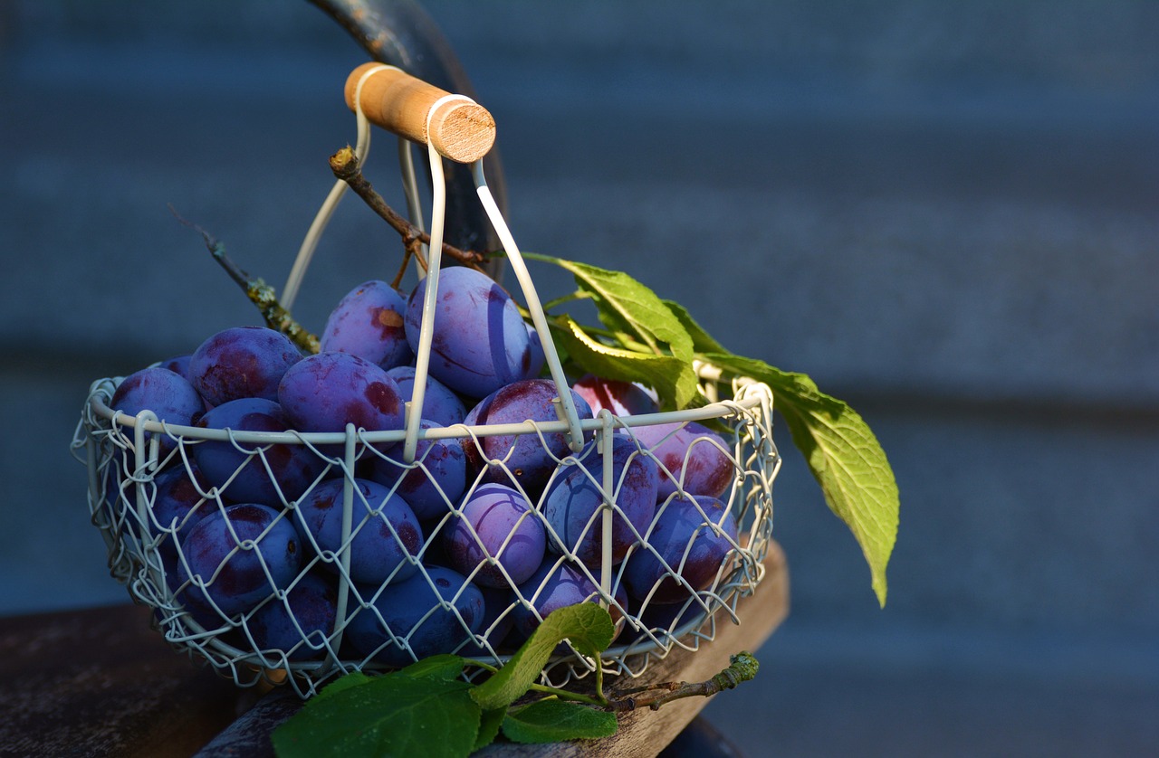 plum fruit in a bucket