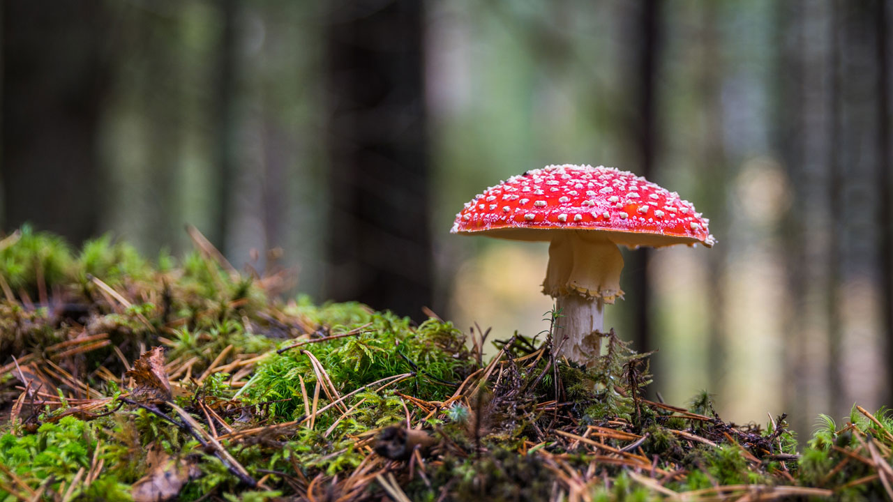 red poison mushroom