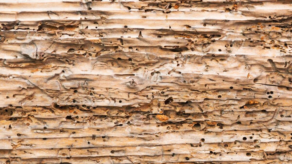Woodworms, the Natural Tricks to Eliminate Them and Protect Your Furniture