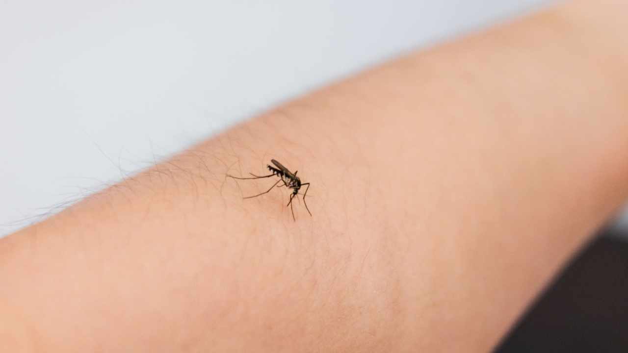 mosquito drinks blood on the arm.