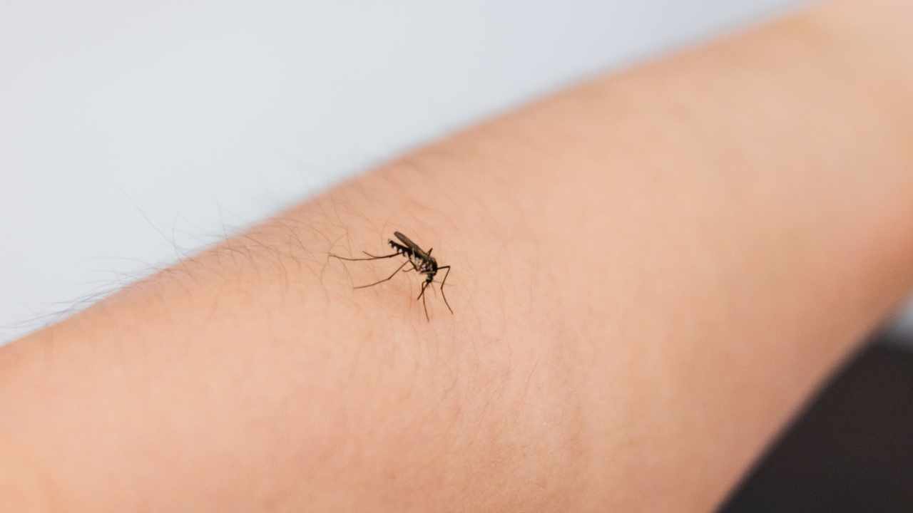 mosquito on an arm