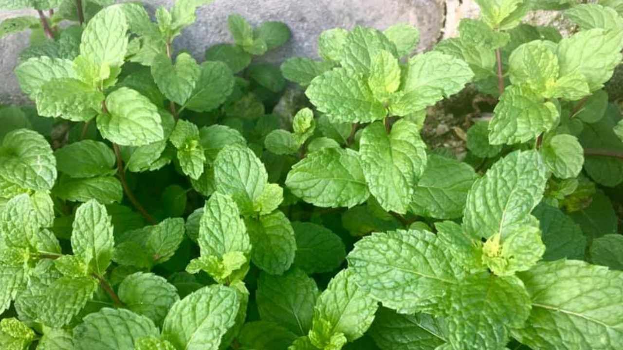 mint plants make your culinary dishes better