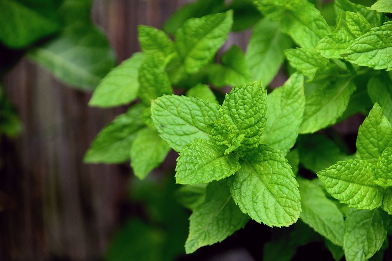 there are 3 options to preserve fresh mint: refrigeration, freezing, and drying