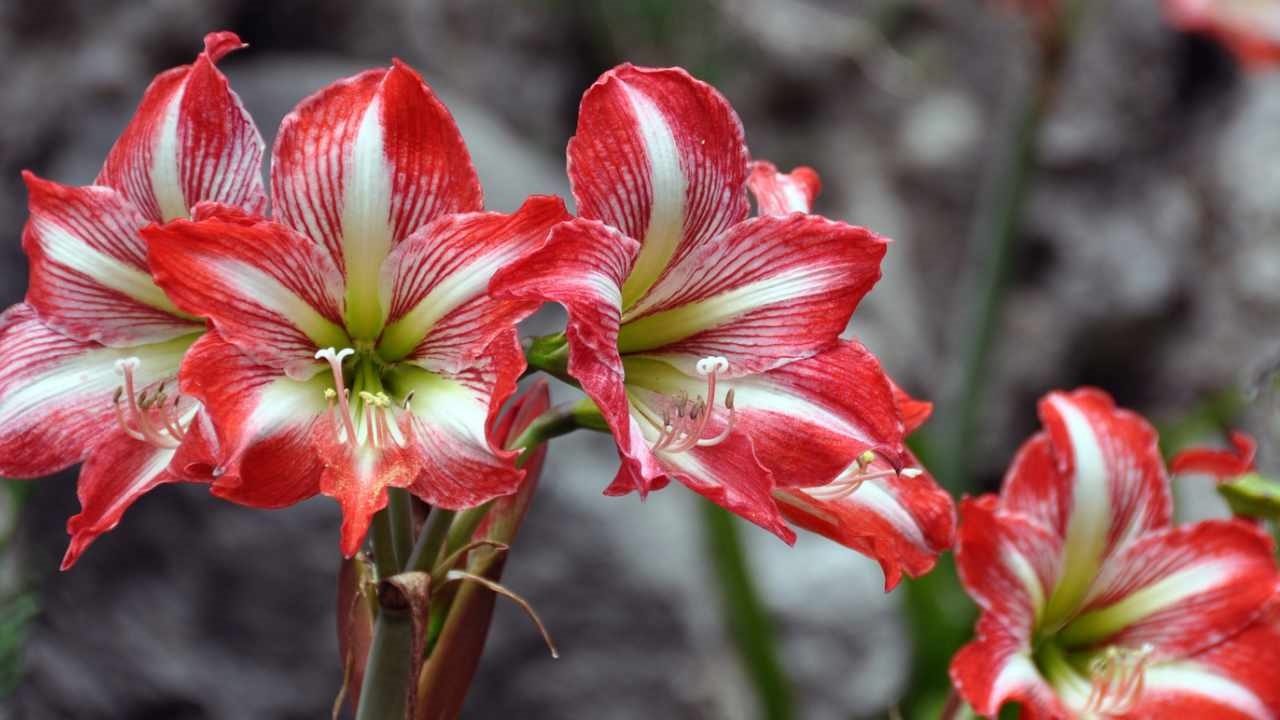 Amarillo: How to Grow These Wonderful Flowers