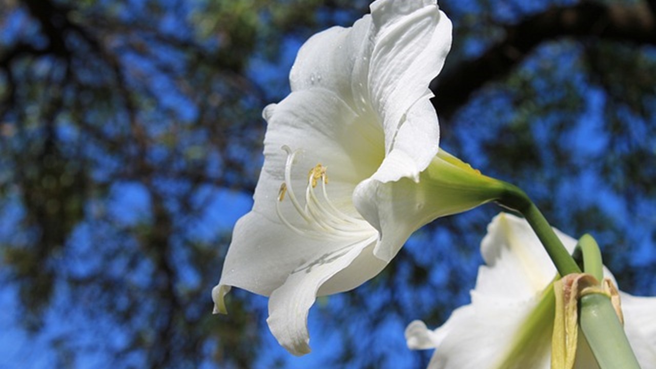 Amarillo flowers typically bloom in November and require ample sunlight to thrive.