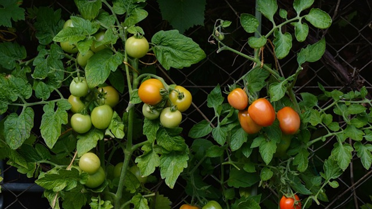 Tomato plants thrive in moderate temperatures, typically ranging between 20 and 30 degrees Celsius.
