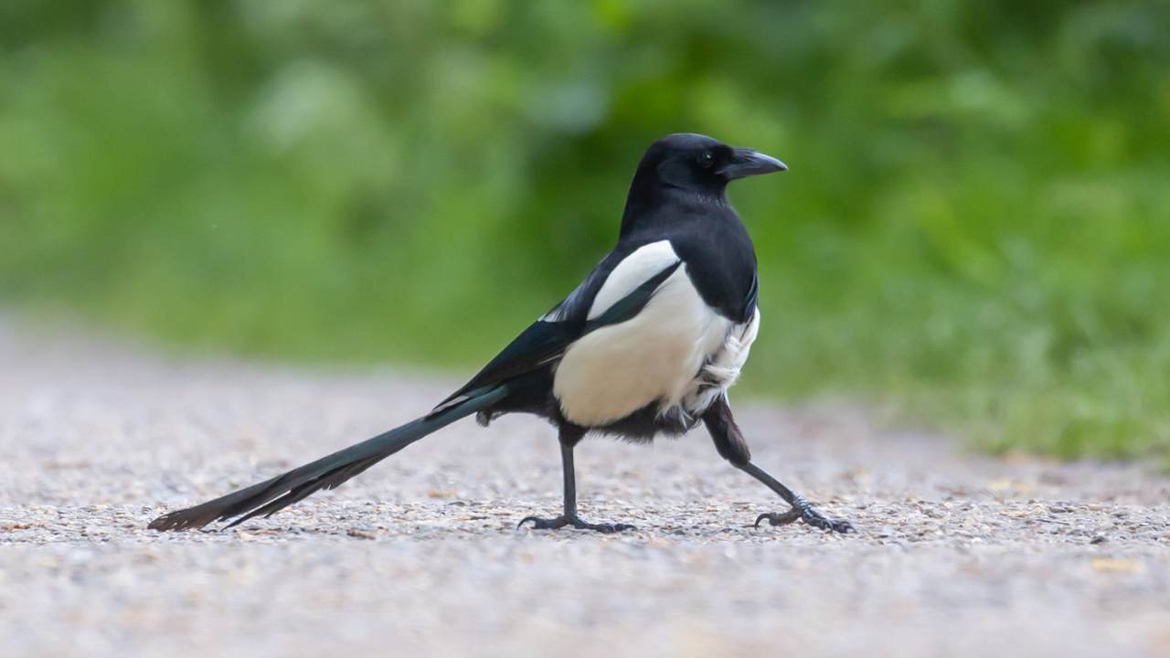 Why is the magpie often found in gardens? Let's go find out