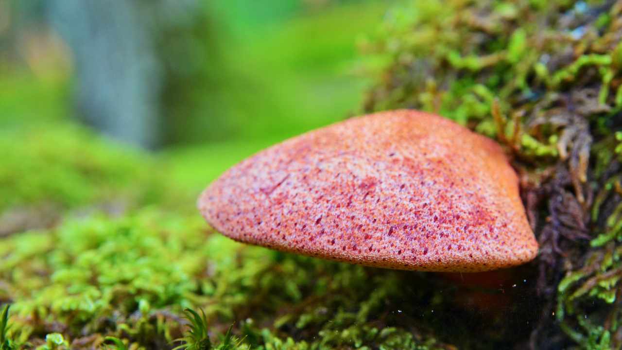 The "ox tongue" is a particular mushroom with a surprising shape