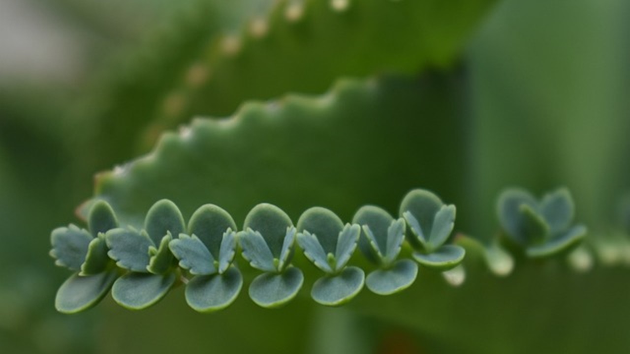 The leaves of the "Mother of Thousands" contain several chemical compounds