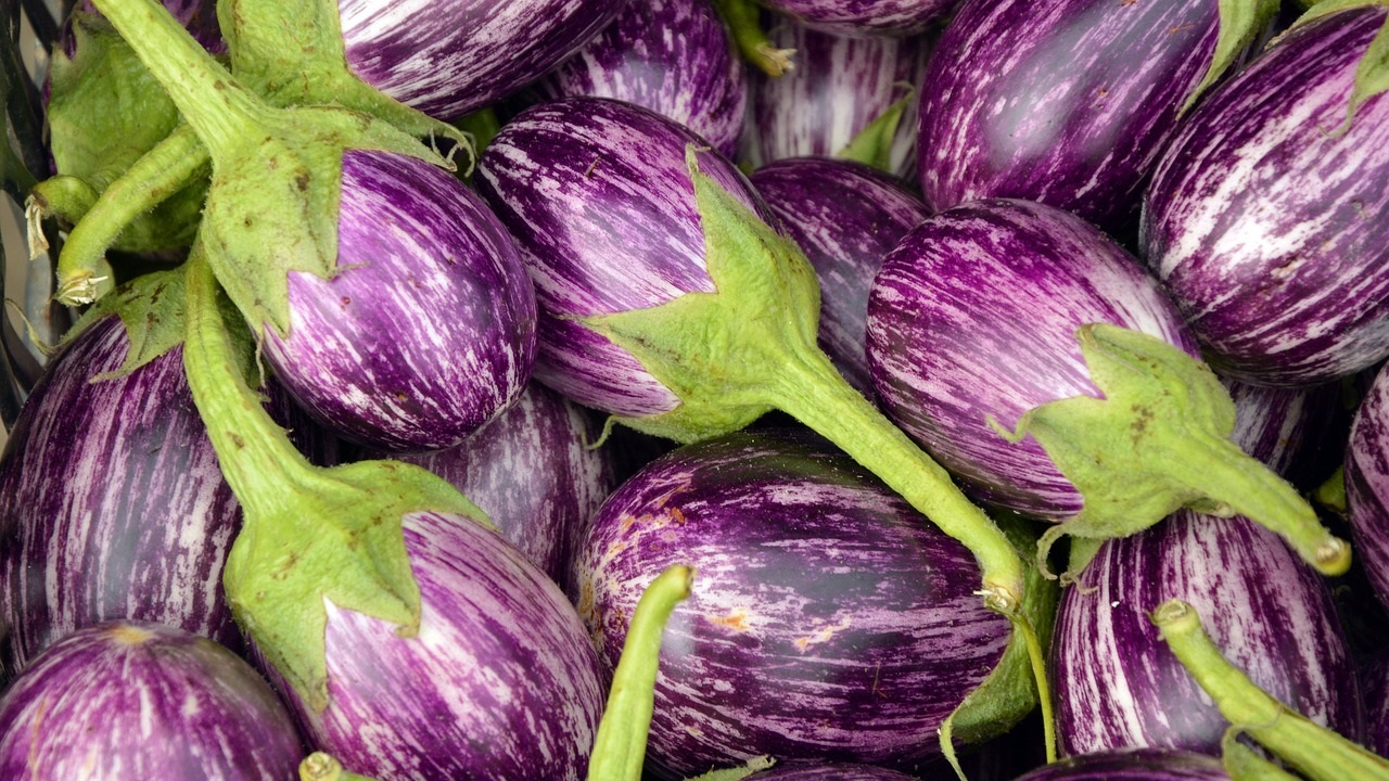 full grown aubergines