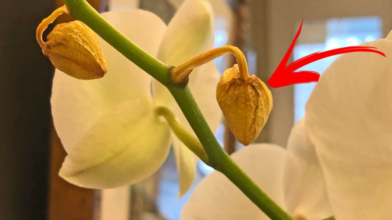 Orchids losing buds: what are the causes