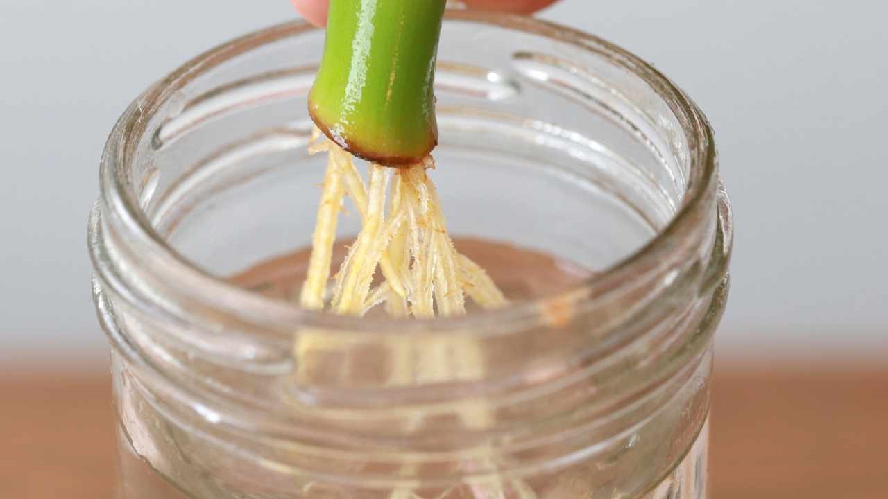 5 natural rooting hormones, to multiply cuttings at home