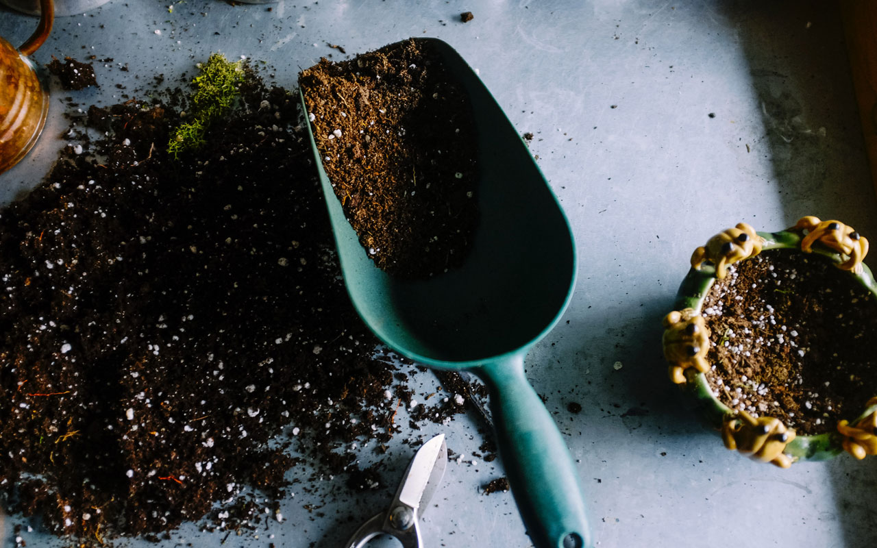For sansevieria, it's important to pay special attention to the soil
