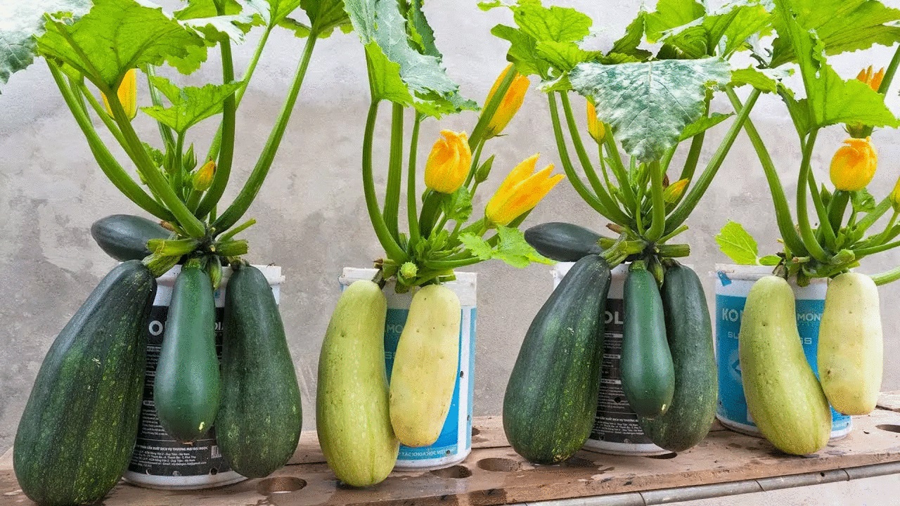 The practical and simple guide for growing zucchini in pots