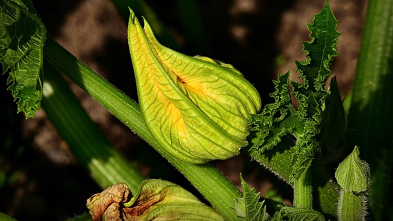 flower of zucchini plant