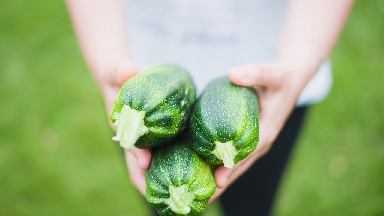 The harvest of zucchinis usually happens around 35-50 days after planting.