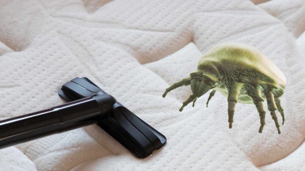 Your Mattress might be Full of Dust Mites. Do This, and It Will Come
