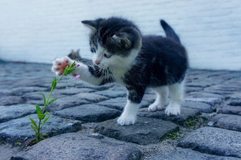 a little kitty is playing with flower in the garden