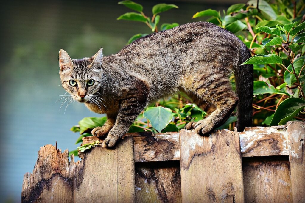 A simple solution to deter cats from these areas is to place a bottle of water in the corner