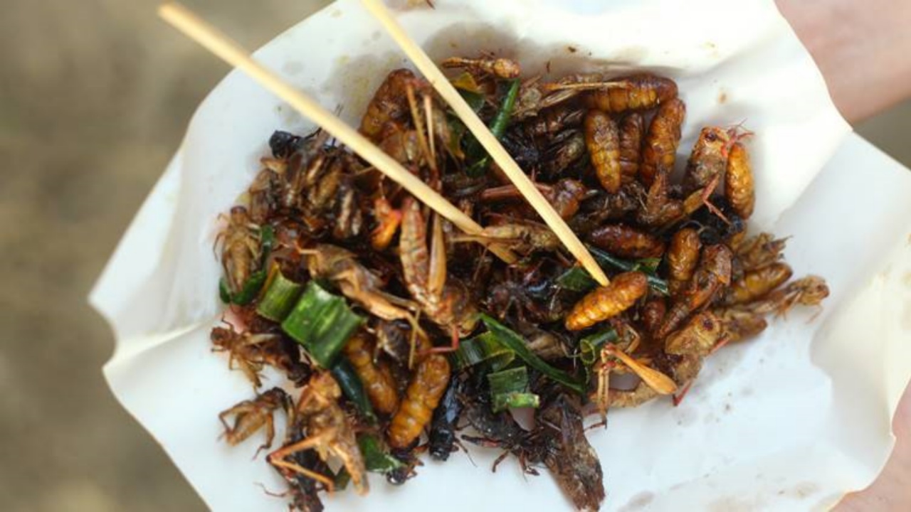 edible fried insects served in a plate