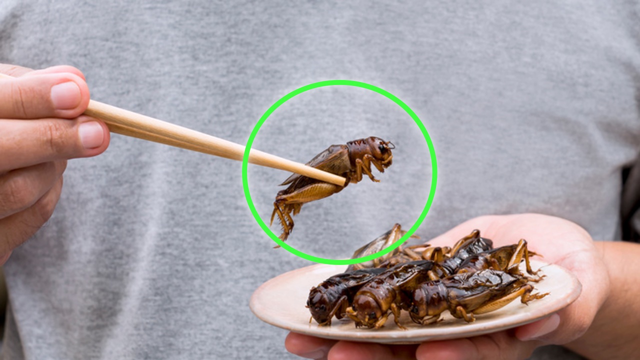 Did you know that you already eat insects every day without knowing it?