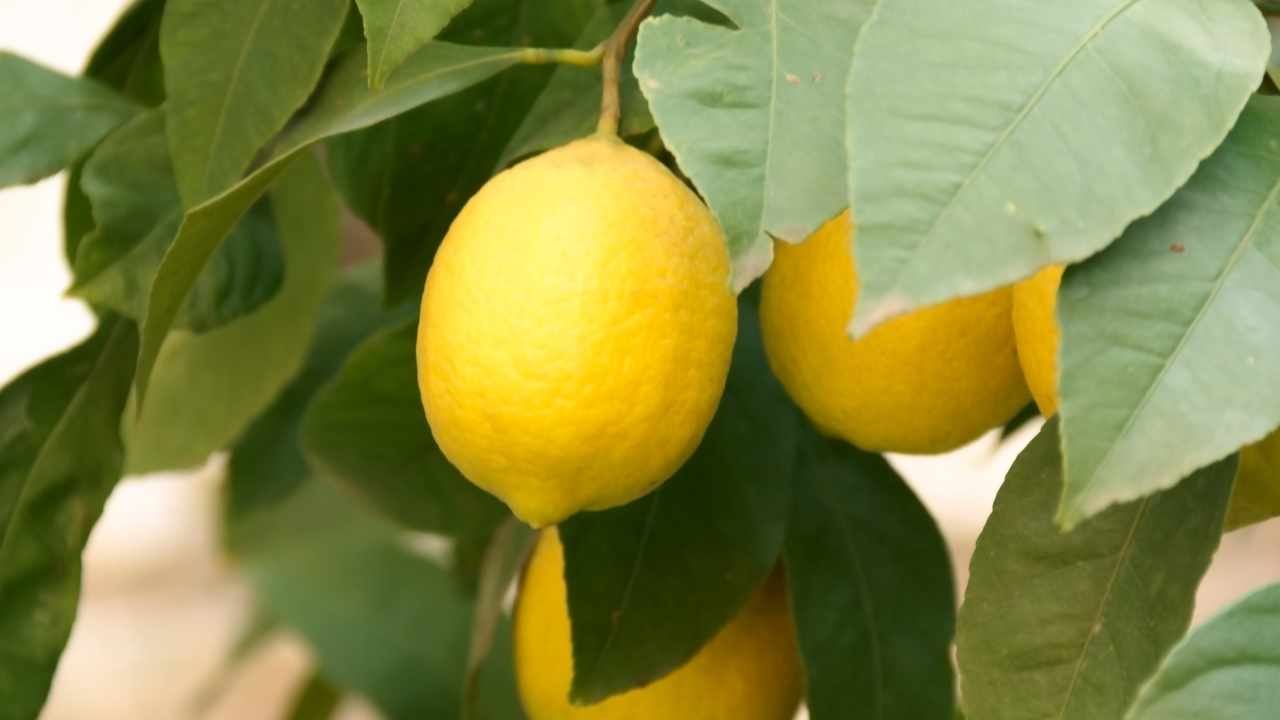 Fertilizing the lemon plant correctly allows you to have lush fruit