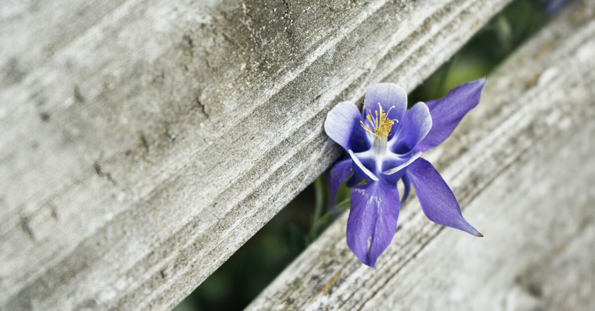 Do Orchid Buds Turn Yellow and Fall Off? Maybe, You Make This Mistake