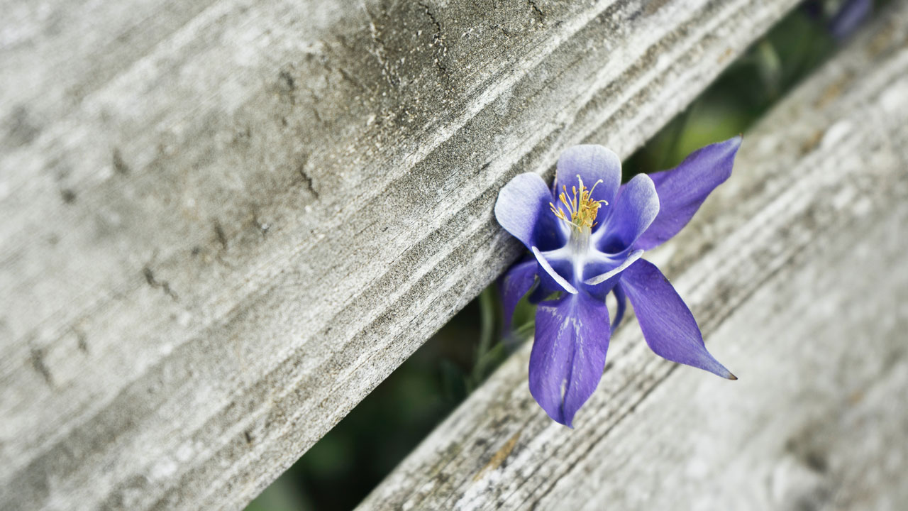 orchids bloom