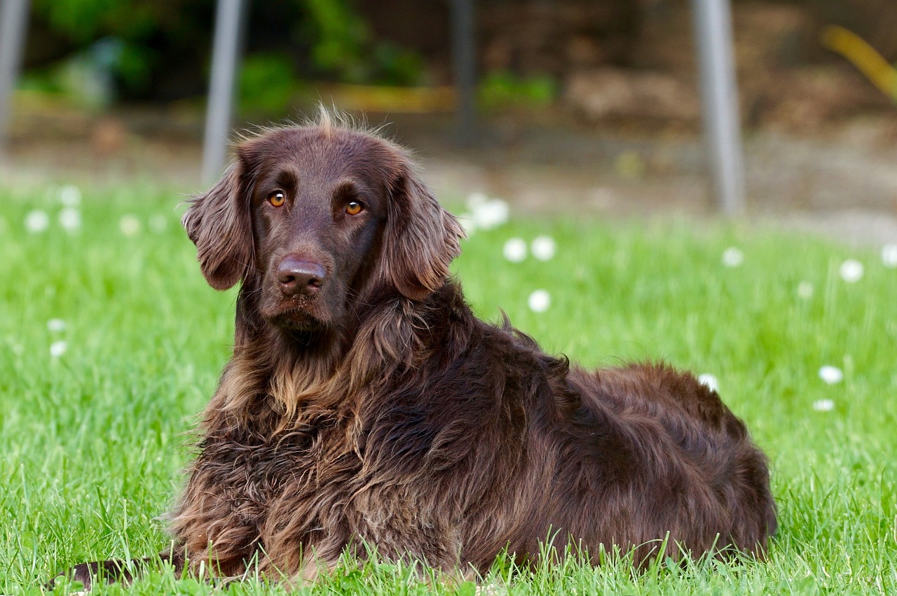 a dog is sitting in the garden