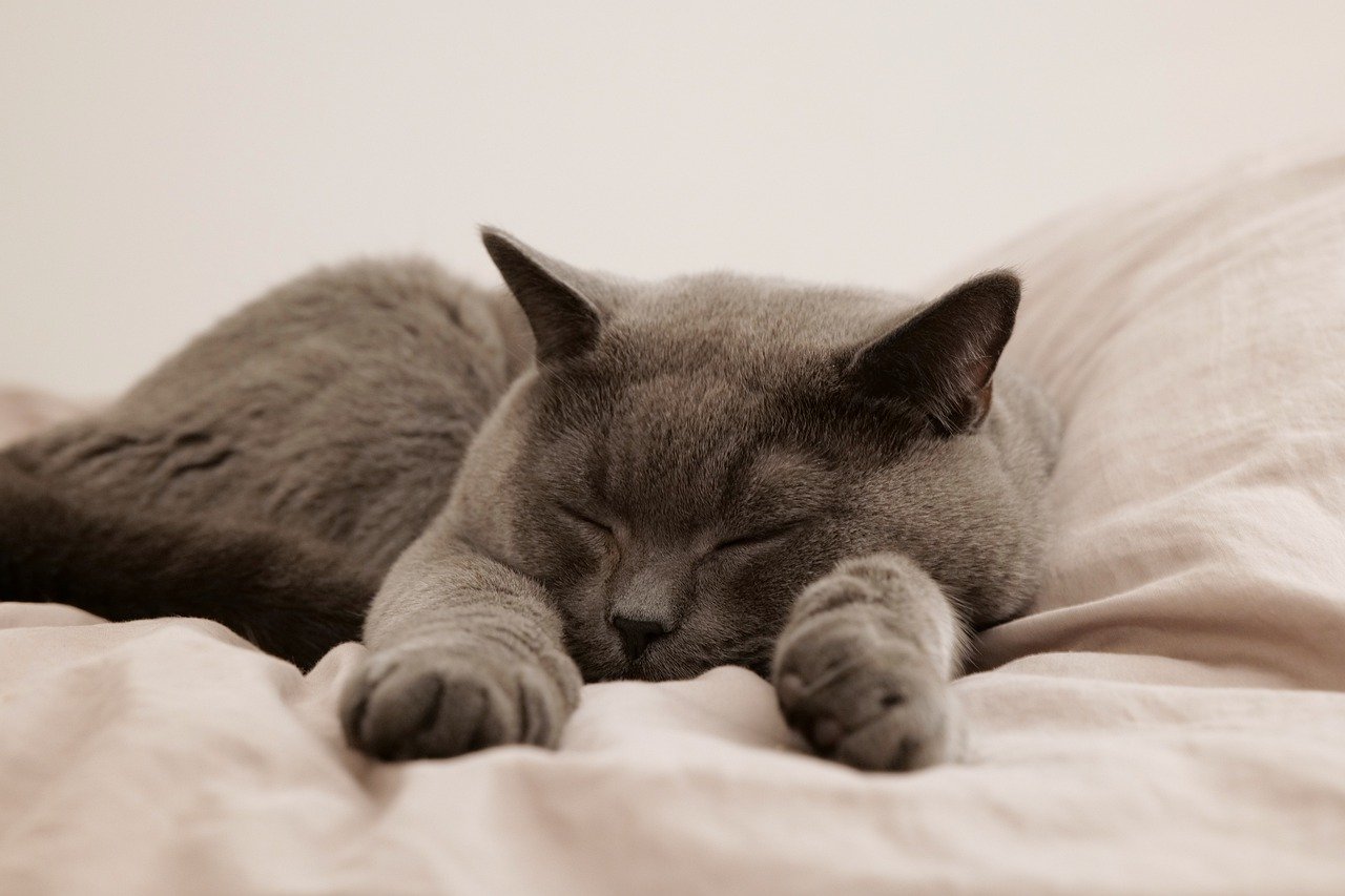 cat is resting on the bed