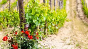 Do You Know Why There are Always Roses at the Entrance to the Vineyards? Only a Few Know the Answer