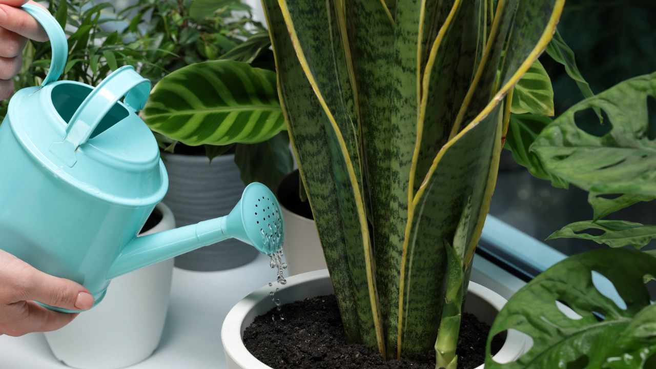 All the reasons why you should have a Sansevieria at home