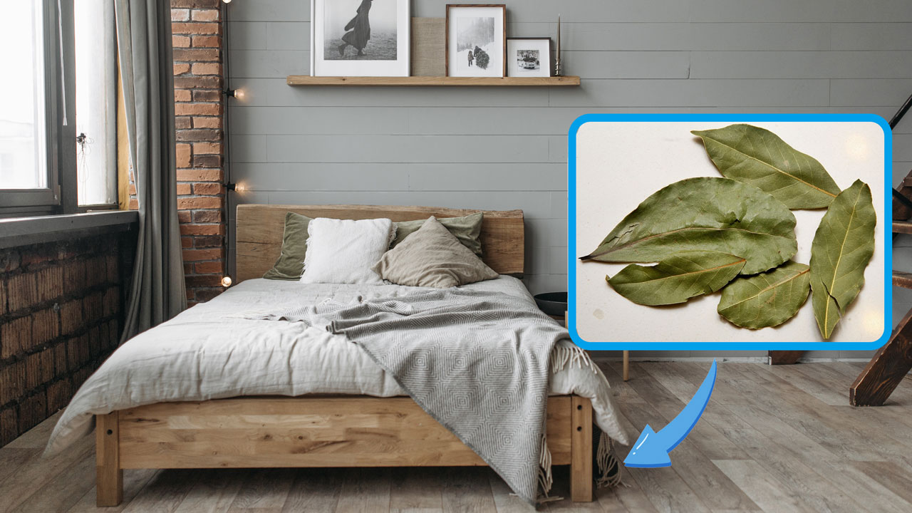 Placing 7 bay leaves under the bed is a custom handed down from our grandparents: here's what it's for